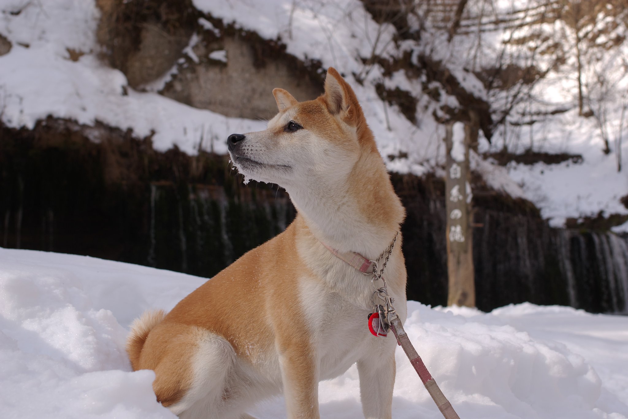 初投稿です「愛犬（柴犬の万里）」