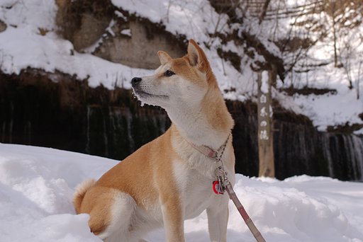 初投稿です「愛犬（柴犬の万里）」