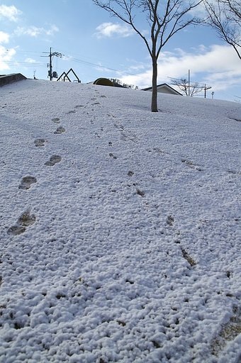 初積雪でした
