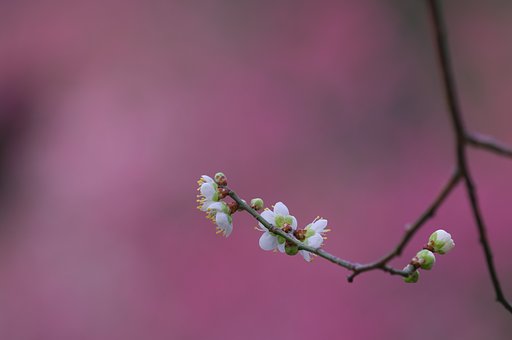 飛鳥の春を独り占め（２）