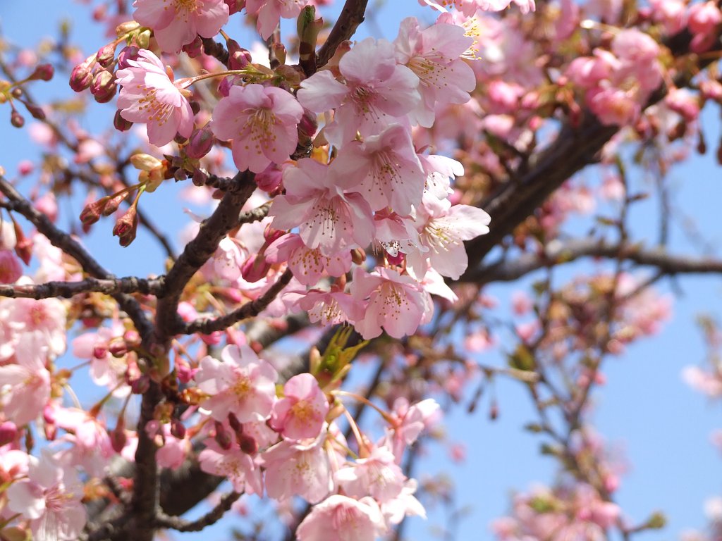 房総北部も桜