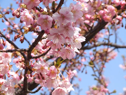 房総北部も桜