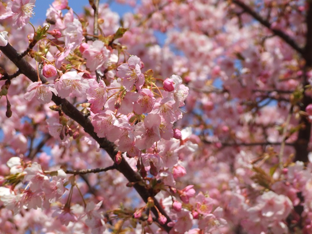 房総北部も桜