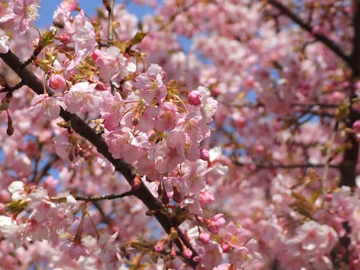房総北部も桜