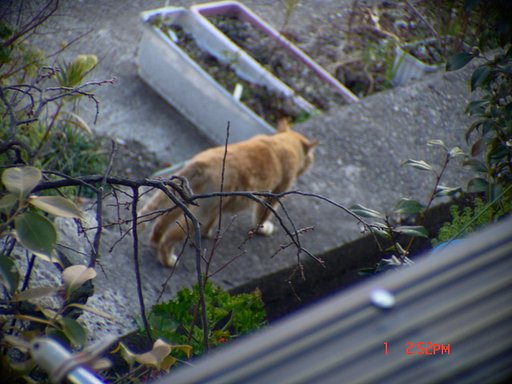 ねこを撮ったけど失敗