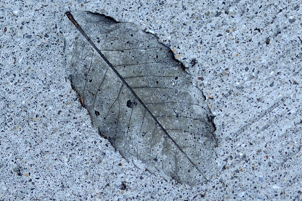 【写樂】木の葉化石？