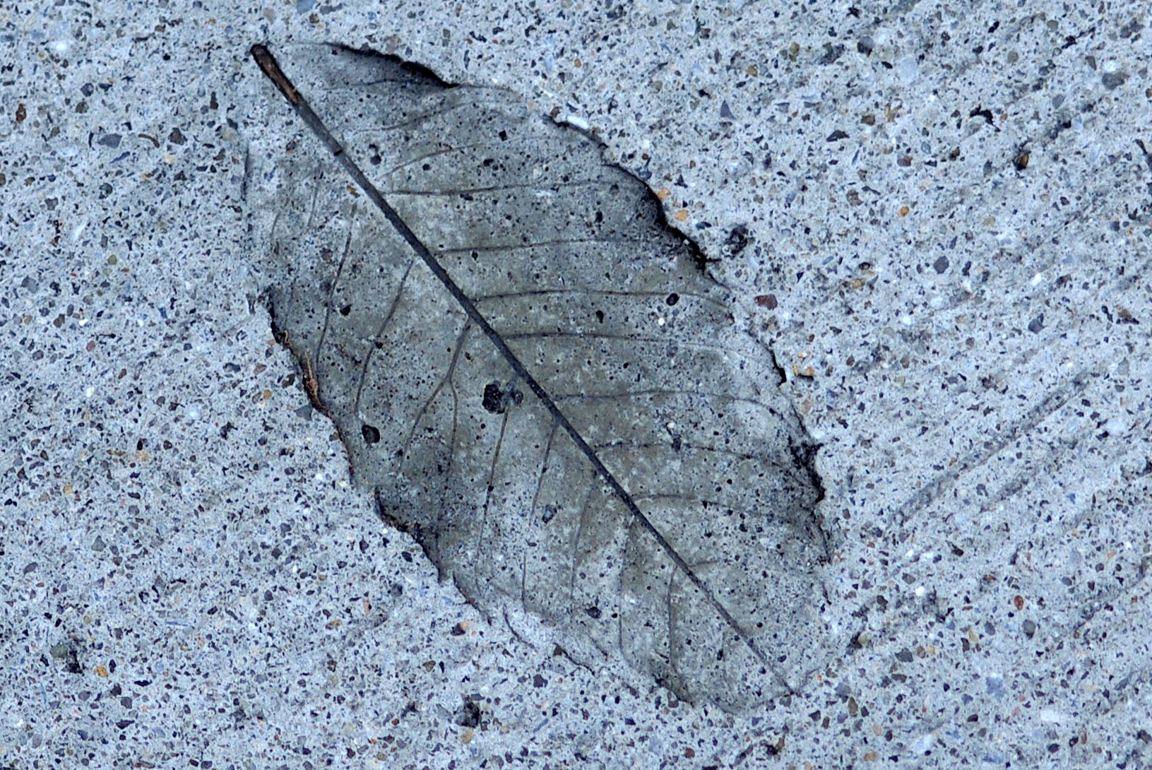 【写樂】木の葉化石？