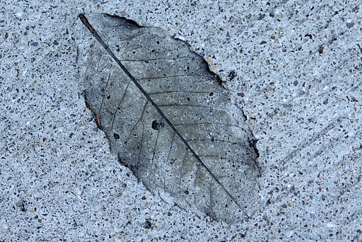 【写樂】木の葉化石？