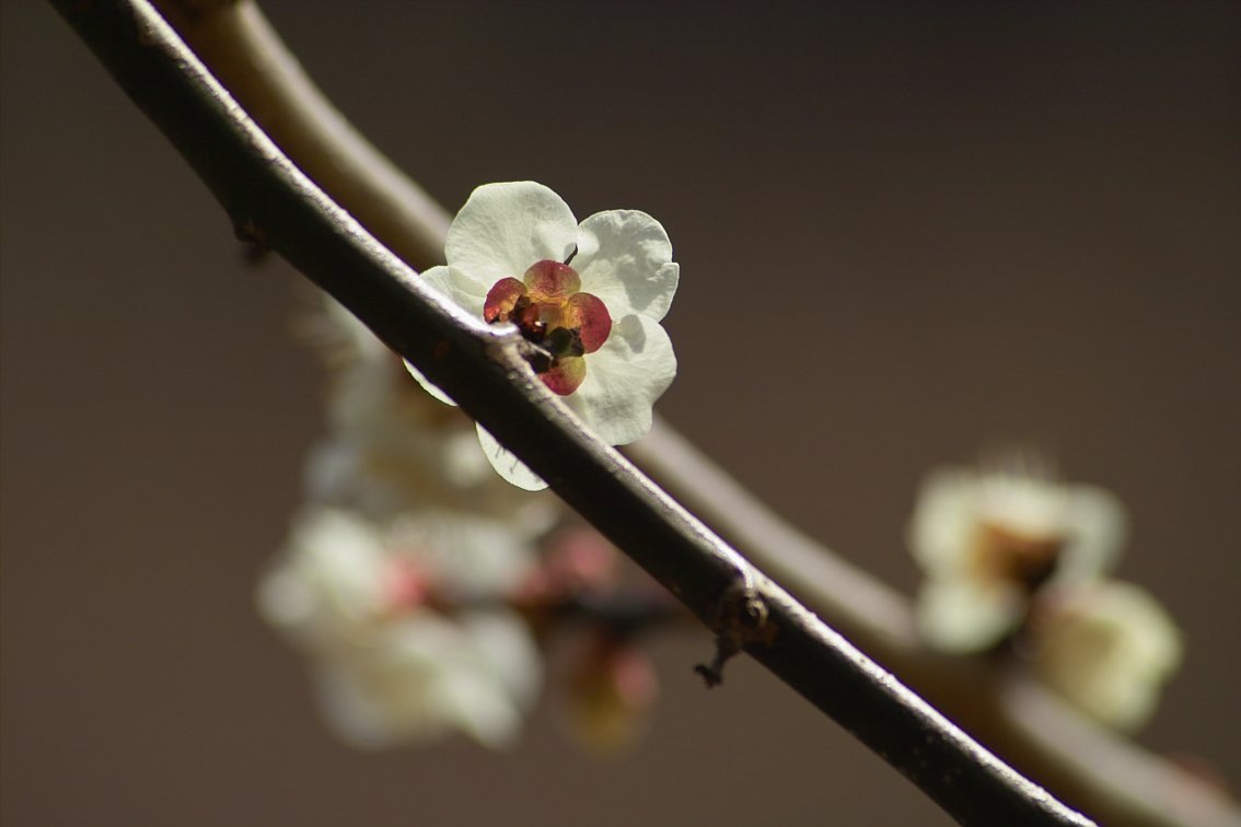 梅