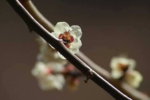 梅
