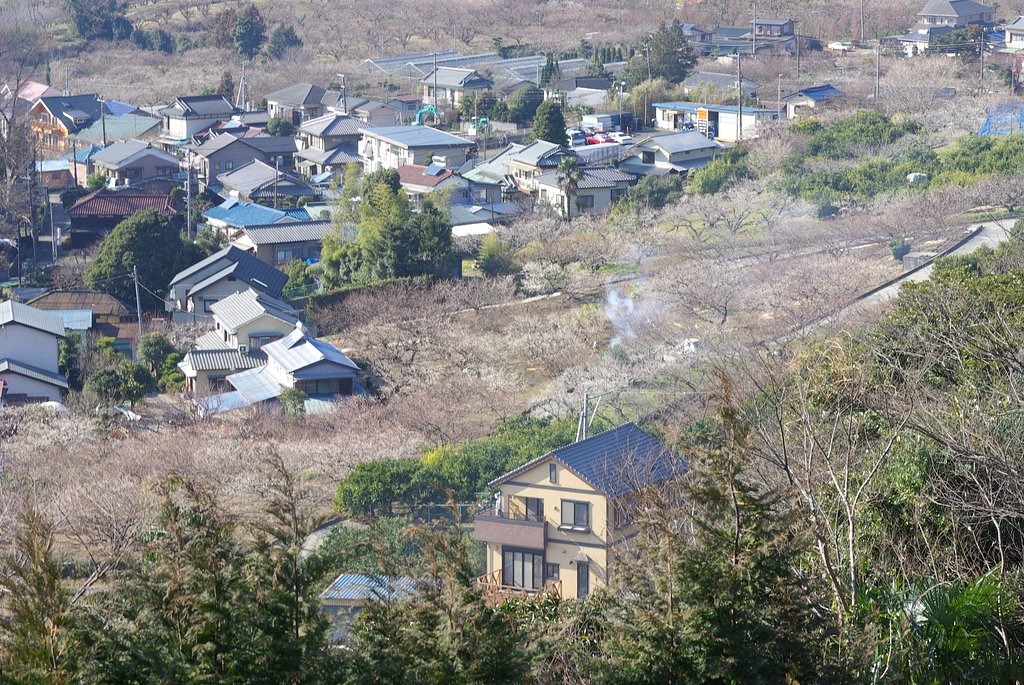 梅が咲き始めましたー