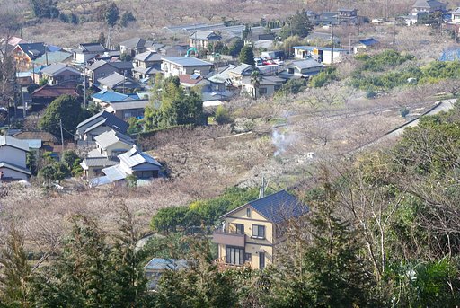 梅が咲き始めましたー