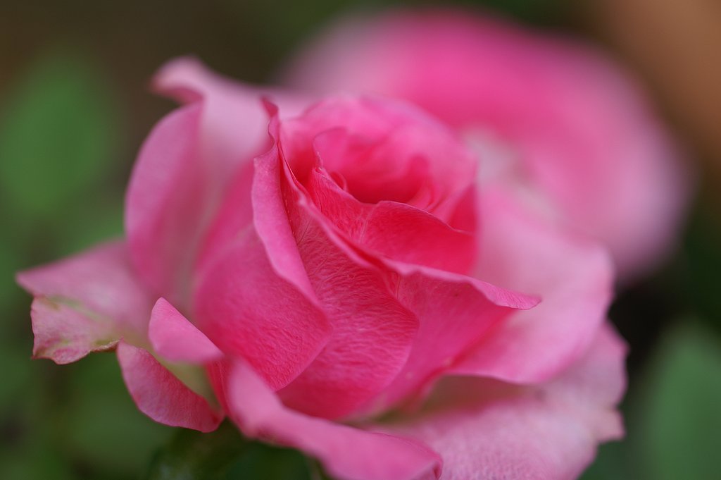 薔薇色の一年に