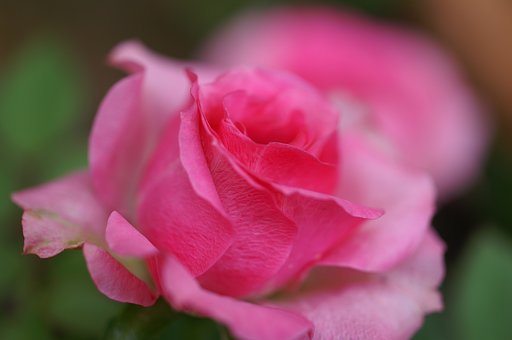 薔薇色の一年に