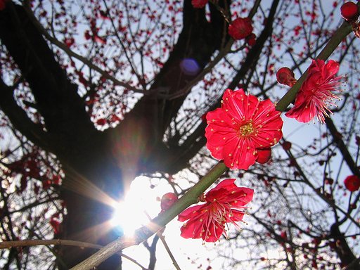紅の主張