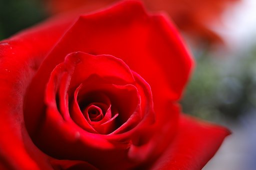 『花』薔薇といえば