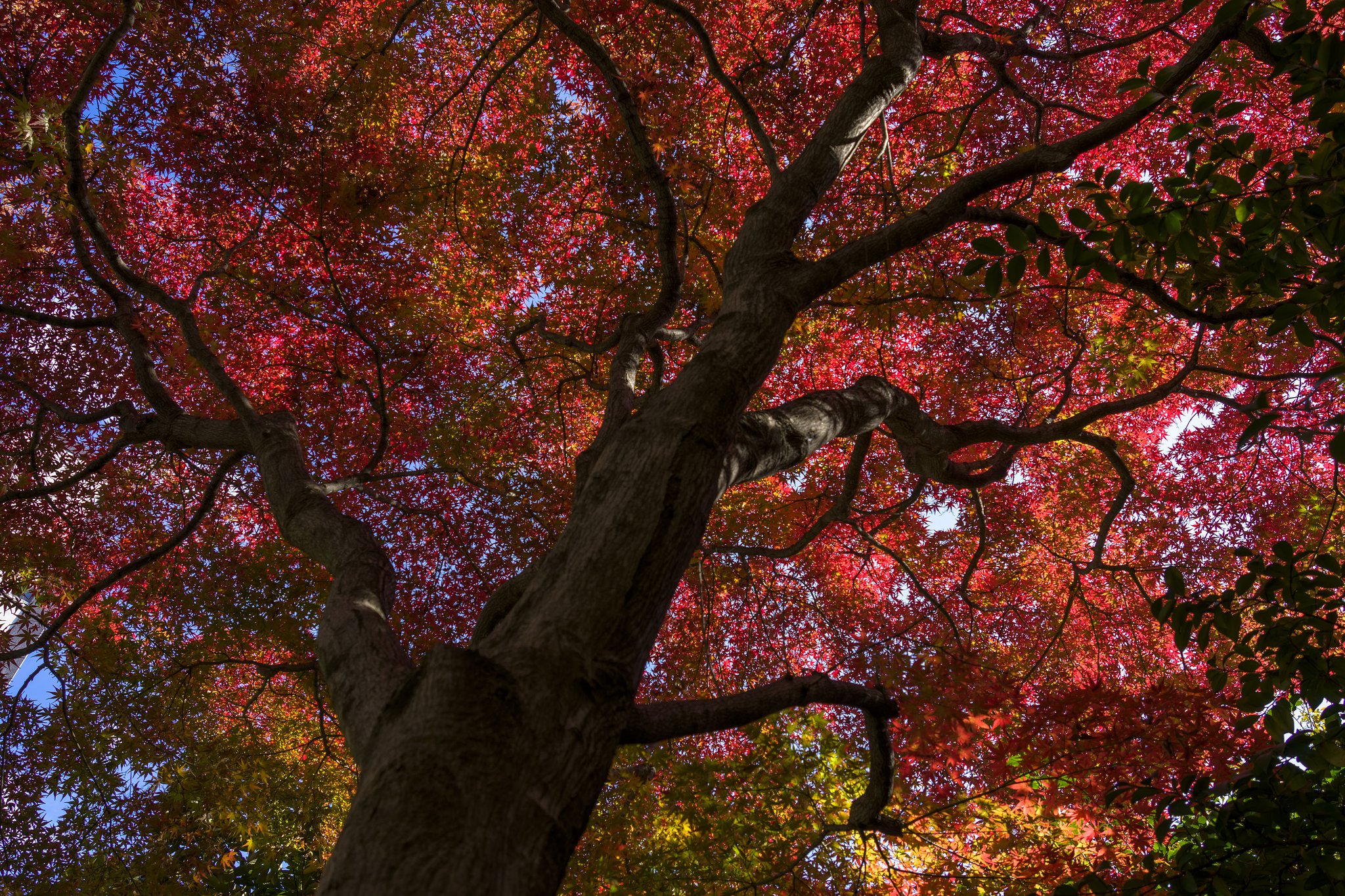 紅葉の公園
