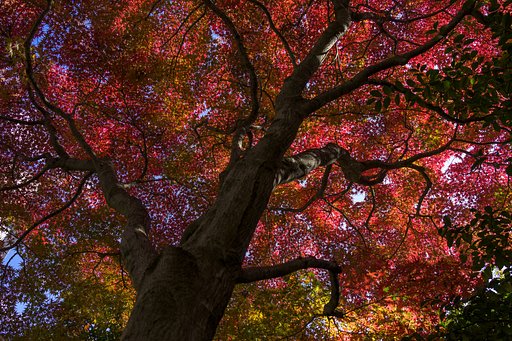 紅葉の公園