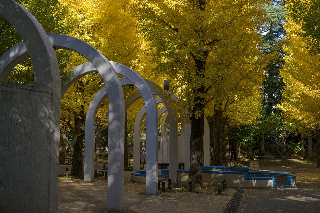 黄葉の公園