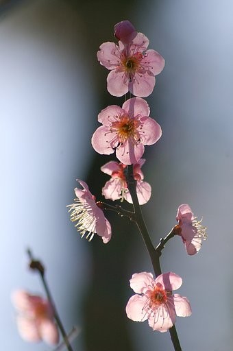 ほんのり・・・