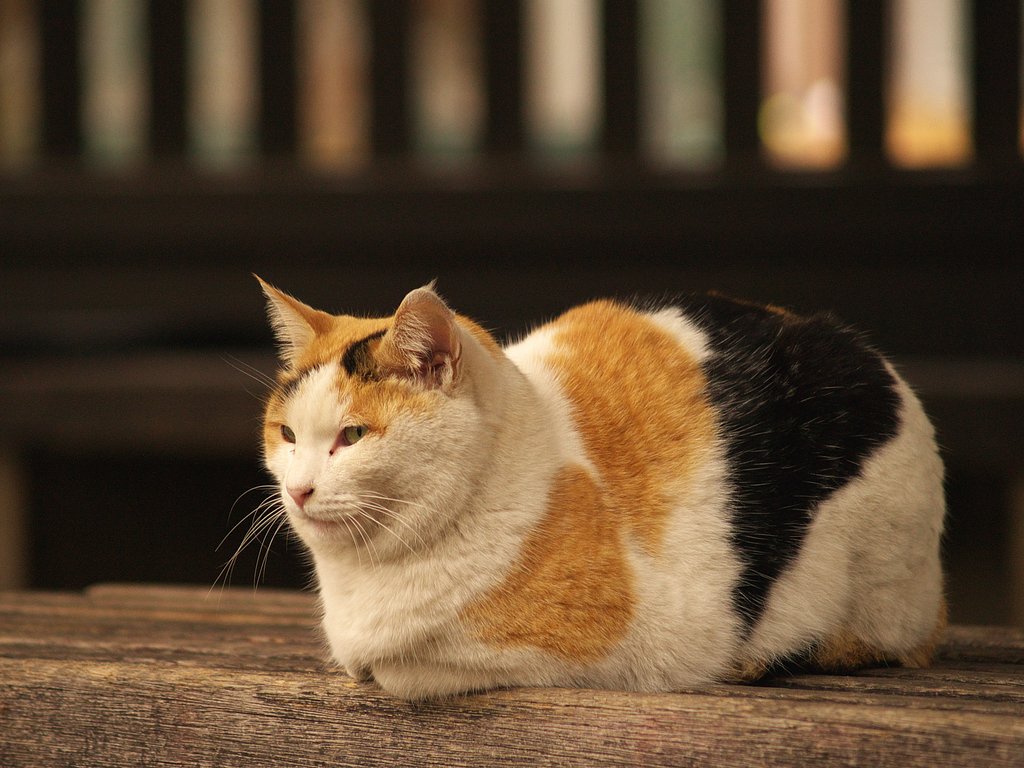 三毛猫