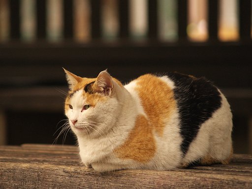 三毛猫