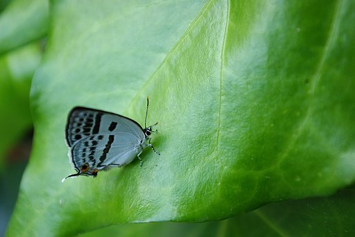 この蝶々、なんです？
