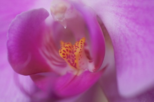 【花】ラン