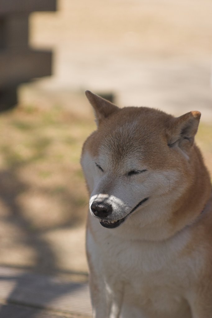 三月の木陰