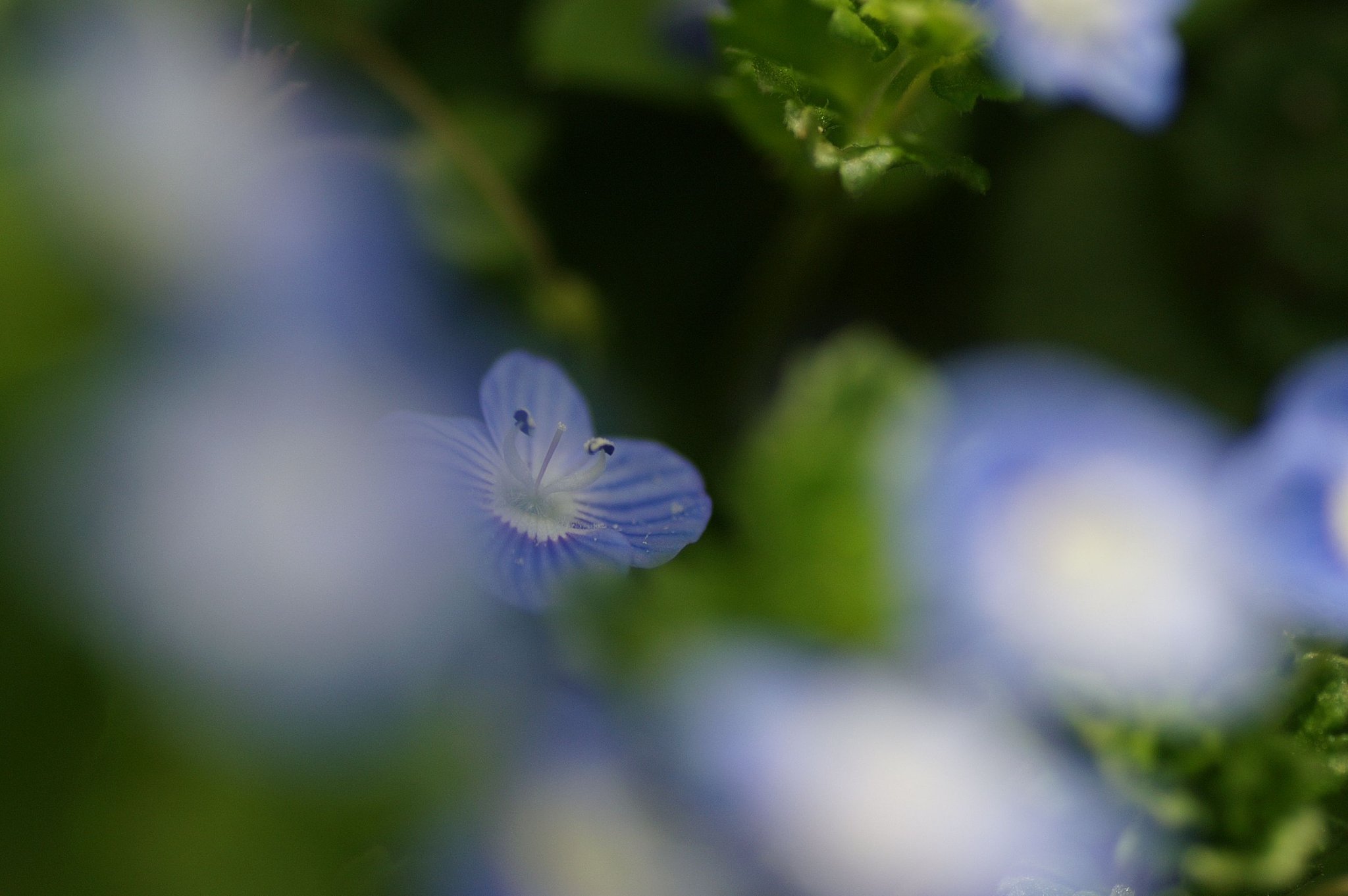 オオイヌノフグリ開花！