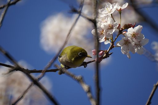 【花】うふっ