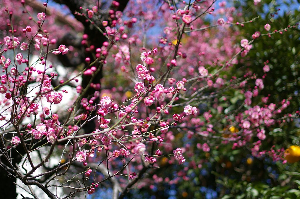 今年初めての梅の写真です