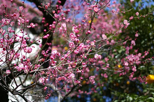 今年初めての梅の写真です
