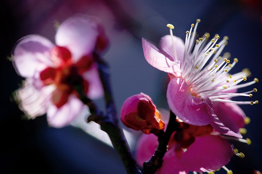 梅の花　第二弾