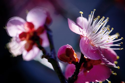 梅の花　第二弾