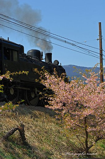 河津桜と蒸気