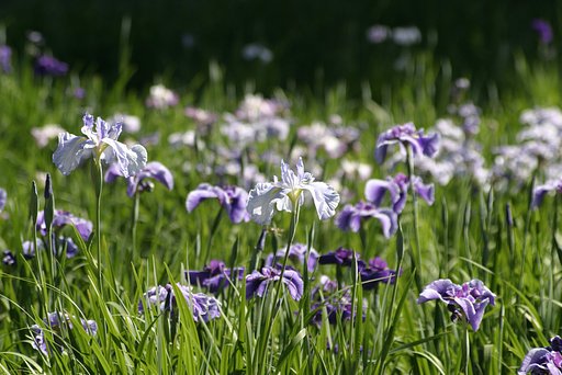 菖蒲　in昭和記念公園