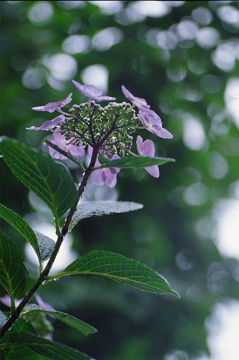 雨に唄えば