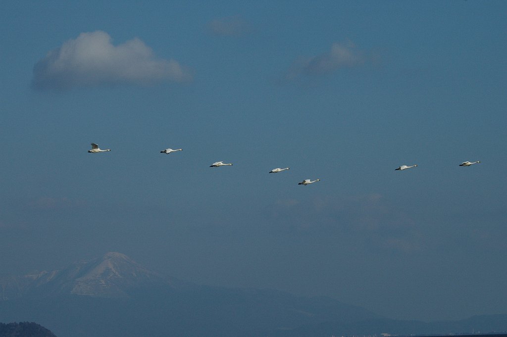 湖の上空にハクチョウが