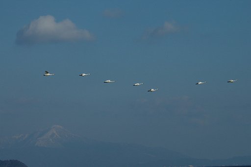 湖の上空にハクチョウが