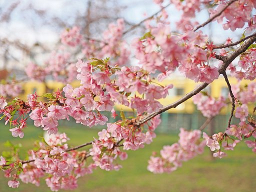 3月7日の写真