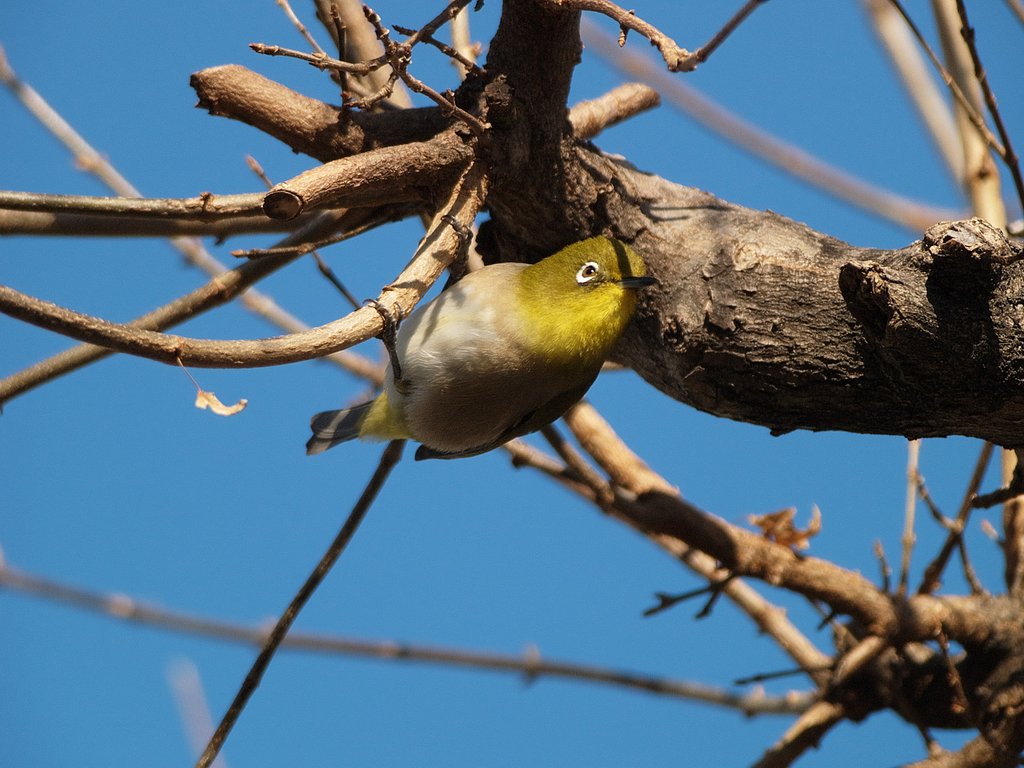 メジロ Ai AF-S Nikkor ED 300mm F4D + EC-14