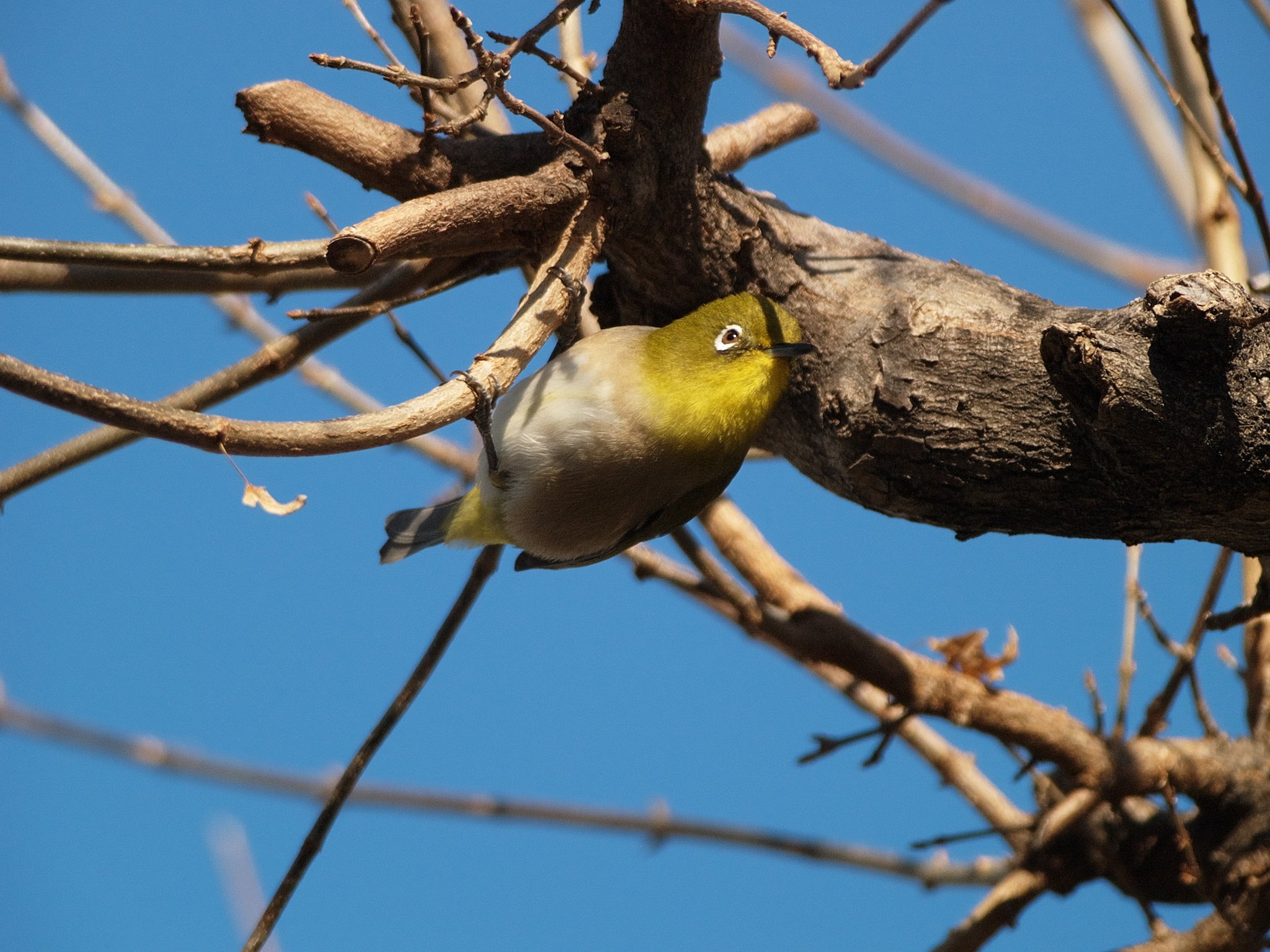 メジロ Ai AF-S Nikkor ED 300mm F4D + EC-14