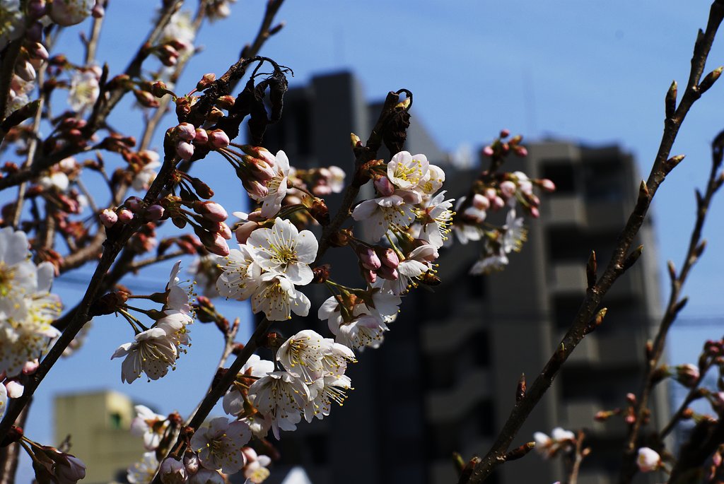 【花】梅