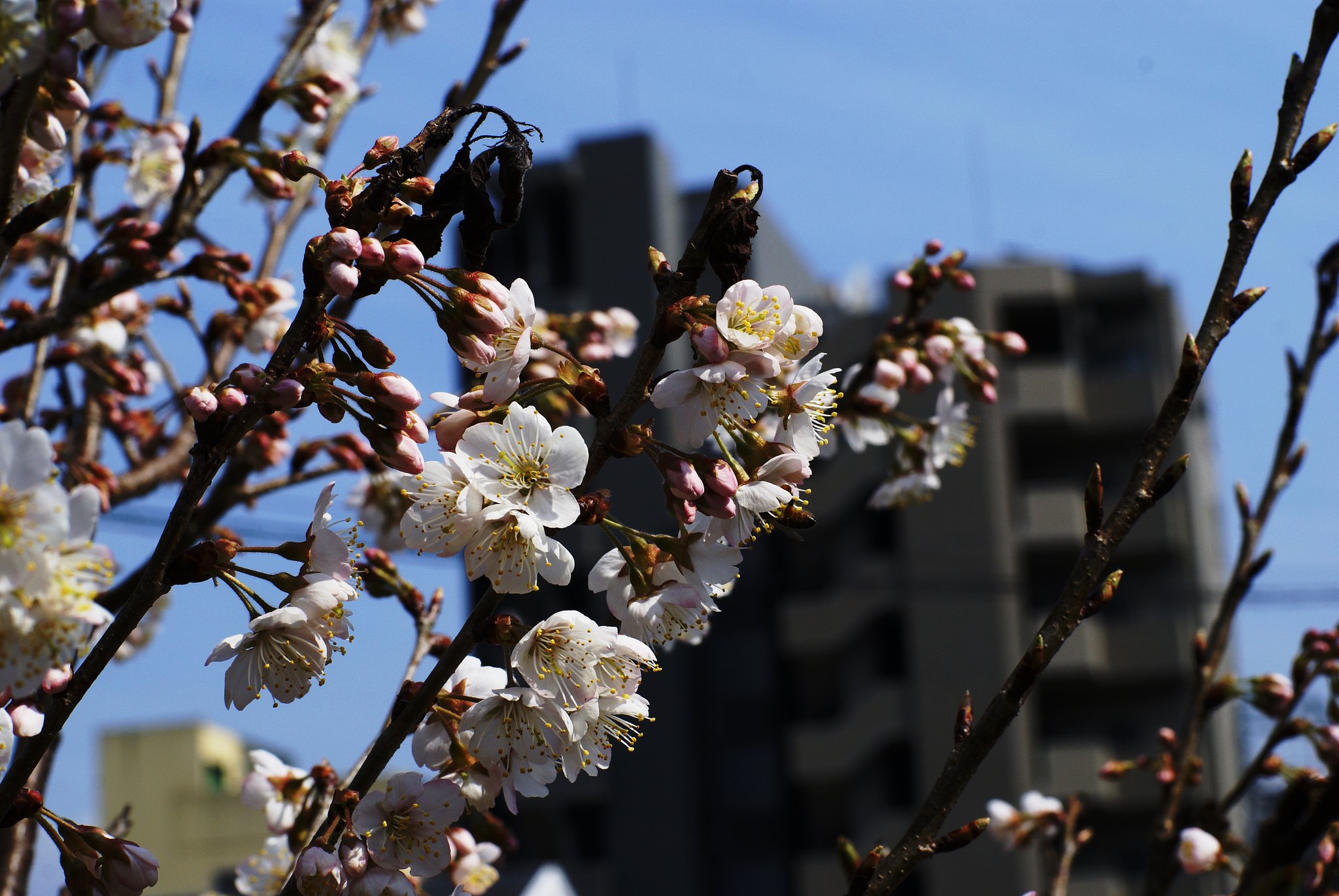 【花】梅