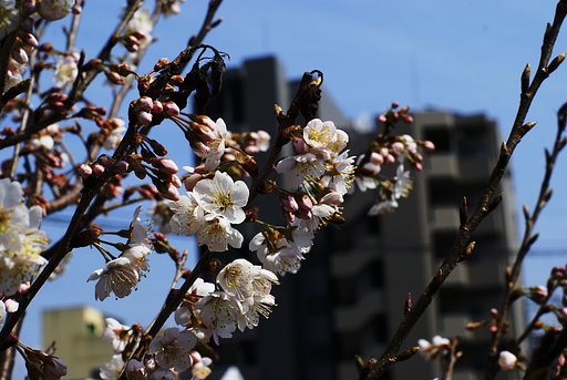 【花】梅
