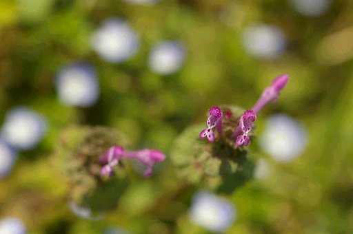 春の野花