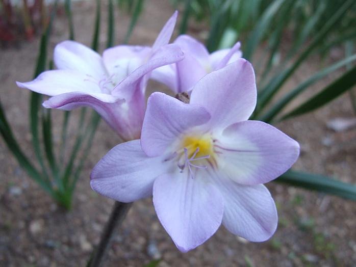 何の花？