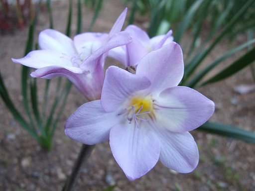 何の花？