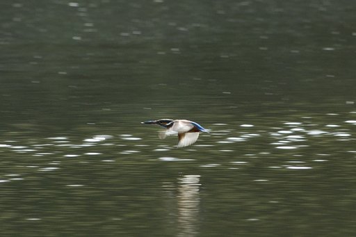 春のカワセミ